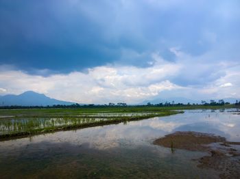 Scenic view of agricultural field against sky