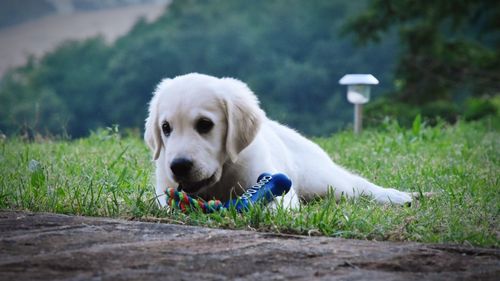 Portrait of dog on field