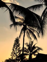 Low angle view of silhouette coconut palm tree against sky