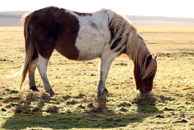 Horse standing on field against sky