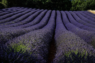 View of field of lavender flowers under sunny sky, near roussillon, in the provence region, france.