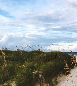 Plants growing on beach against sky