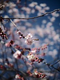 Low angle view of cherry blossom