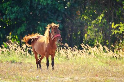 Horses on a field