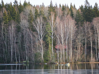 Scenic view of lake in forest