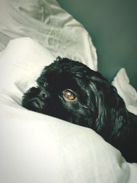 Close-up of a dog resting on bed