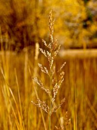 Close-up of crop growing on field