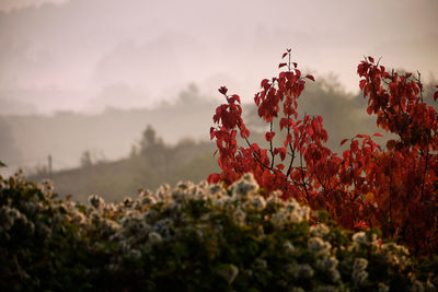 Close-up of flowering plants on field against sky