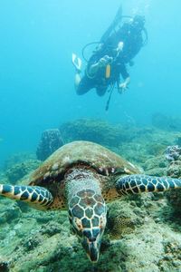 Woman and tortoise swimming in sea