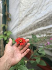 Close-up of hand holding red flower