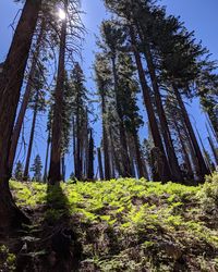 Low angle view of trees growing in forest against sky