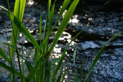 plant