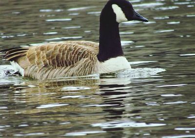 Close-up of duck swimming in lake