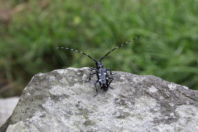 Close-up of insect
