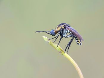 Close-up of damselfly on leaf