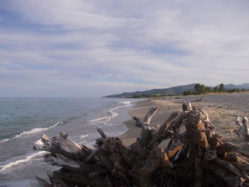 Driftwood on beach against sky