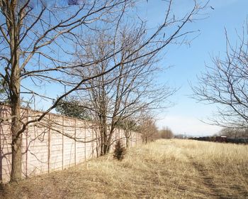 Bare trees on field against clear sky