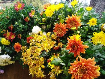 High angle view of multi colored flowering plants