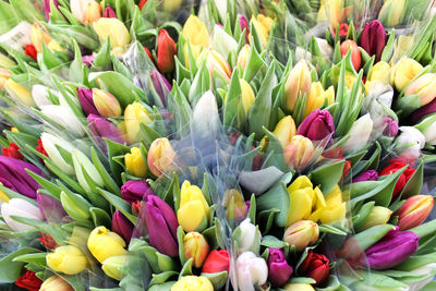 Full frame shot of multi colored tulips at flower market