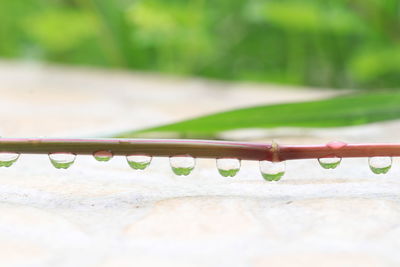 Close-up of metal fence against blurred background