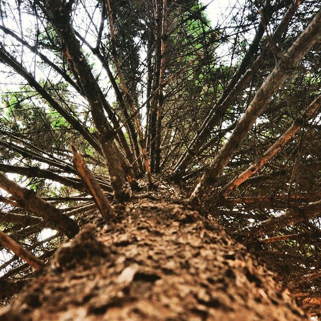 VIEW OF TREES IN FOREST