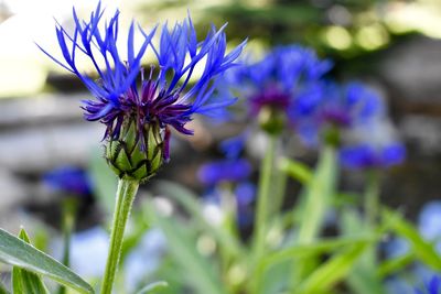 Close-up of purple flowering plant