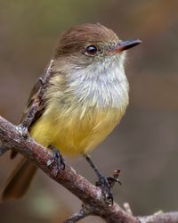 Close-up of bird perching on branch