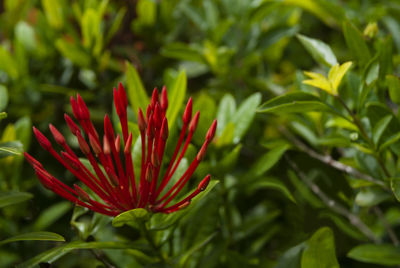 Close-up of red flower