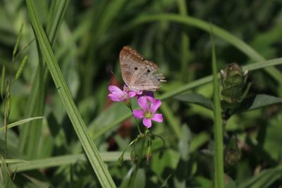 Butterfly on pink flower