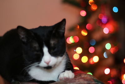 Close-up of cat on illuminated christmas lights