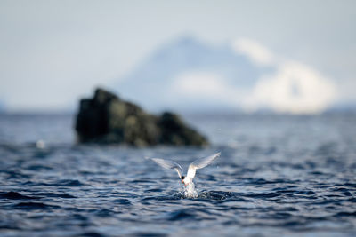 Antarctic tern hits ocean to catch fish