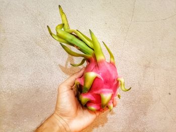 Close-up of hand holding fruit