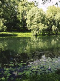 Scenic view of lake in forest