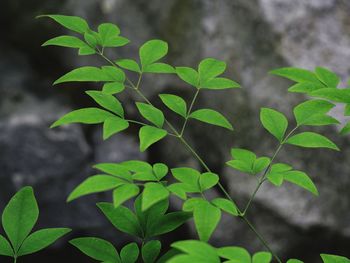 Close-up of leaves