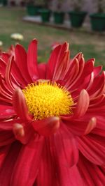 Close-up of flower blooming outdoors