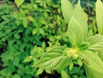 Close-up of fresh green plant