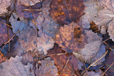 High angle view of dry maple leaves on land