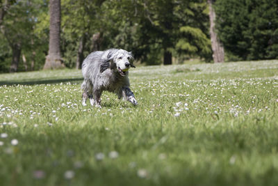 Dog running in field