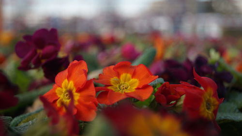 Close-up of orange flower