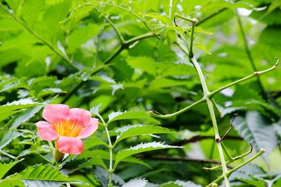 Close-up of pink flowering plant
