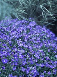 Close-up of purple flowers