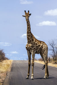 Giraffe on road against sky