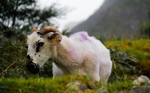 Close-up of sheep on field