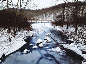 Reflection of bare trees in water