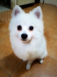 Close-up portrait of puppy