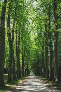 Walkway amidst trees in forest