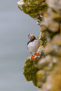 Bird perching on rock