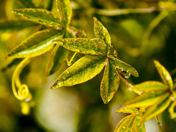 Close-up of plant