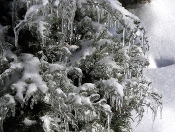 Close-up of frozen ice