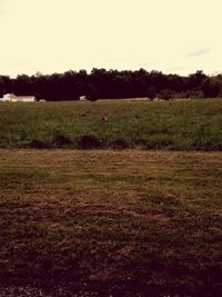 Scenic view of grassy field against sky